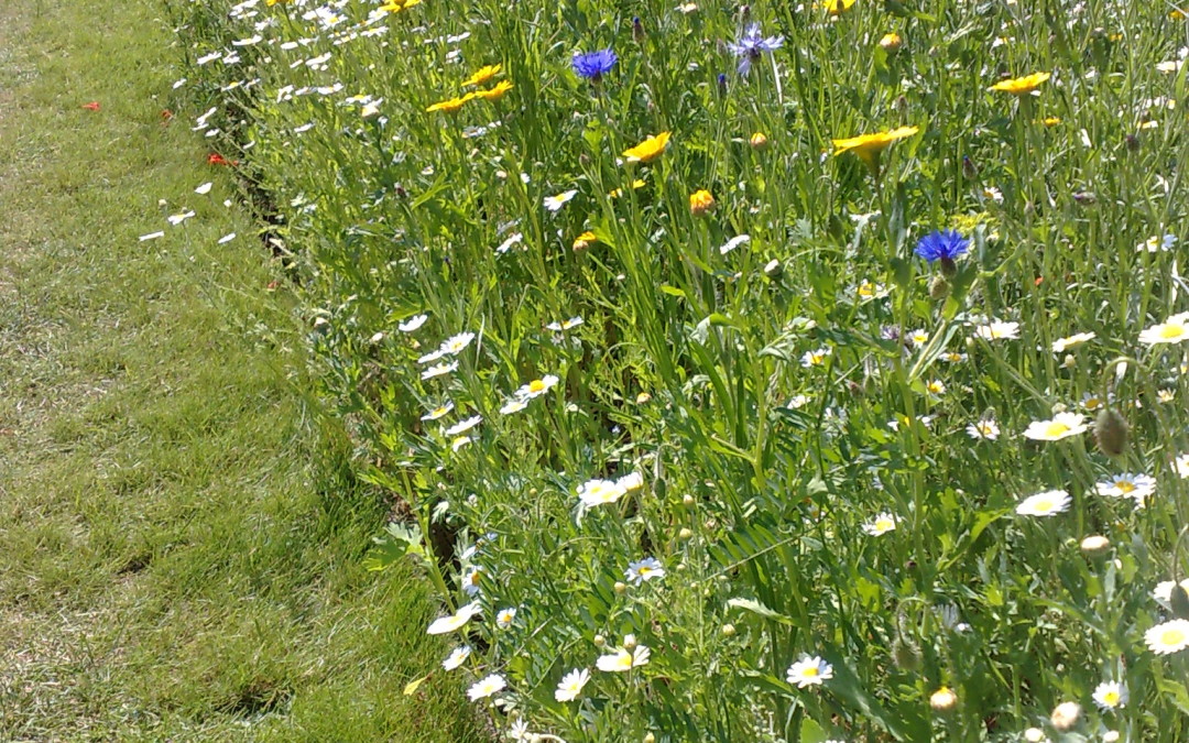 In This Garden