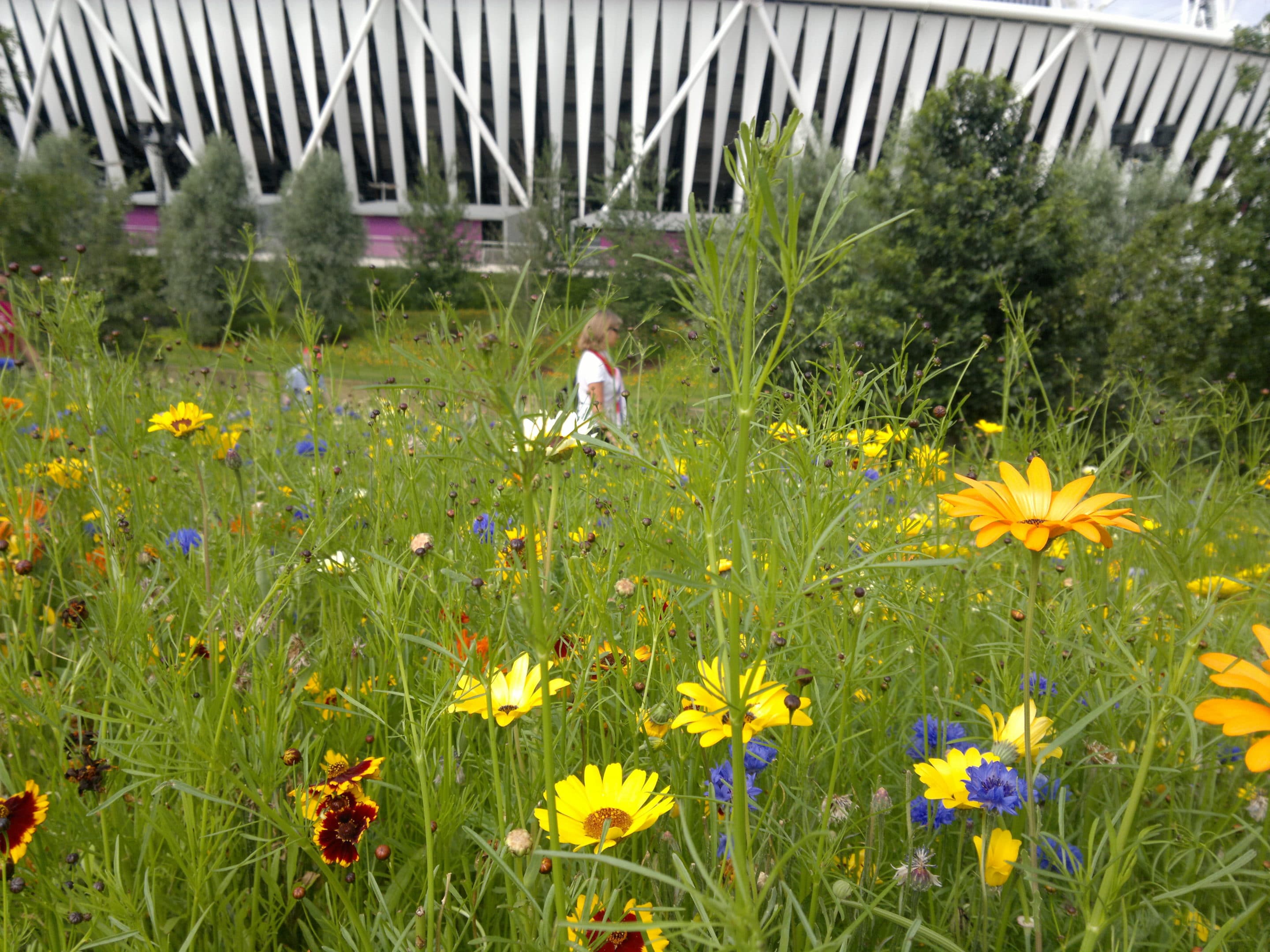 Olympic Park Meadow